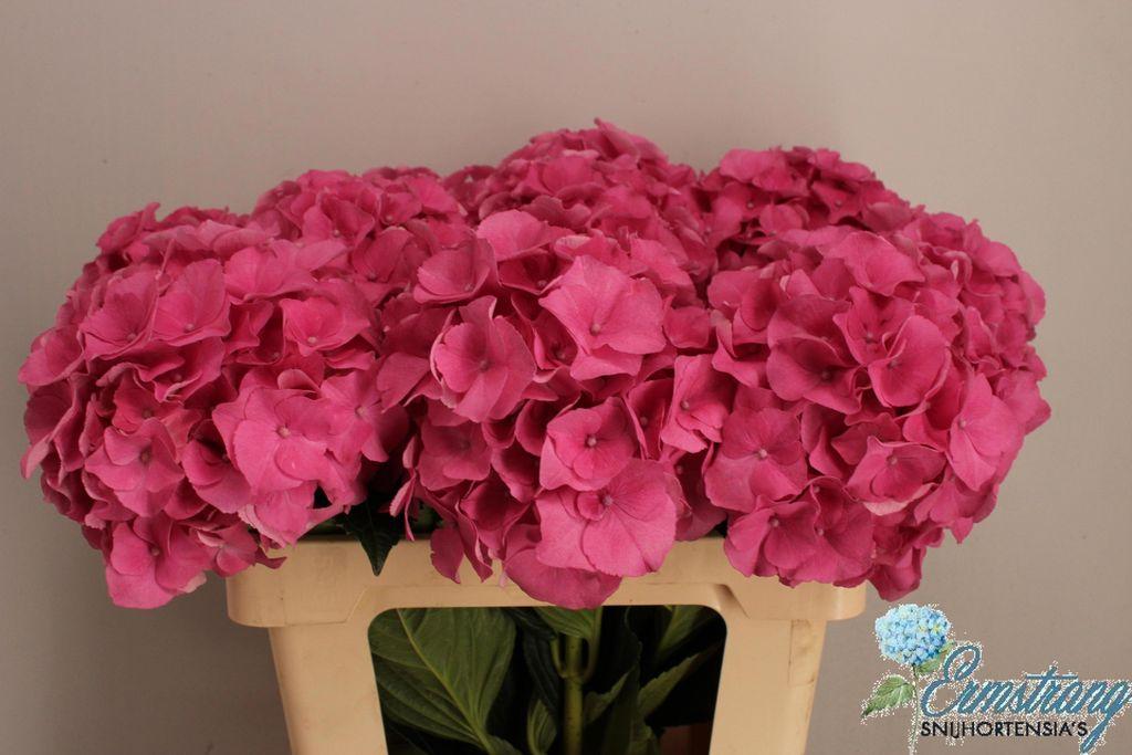 Срезанные цветы оптом Hydrangea royal breeze (pink) от 10шт из Голландии с доставкой по России