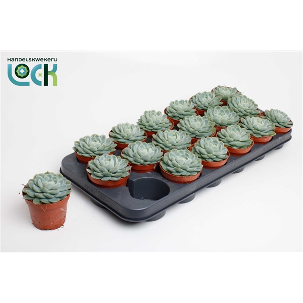 Горшечные цветы и растения оптом Echeveria Elegans от 12шт из Голландии с доставкой по России