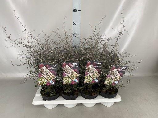 Горшечные цветы и растения оптом Corokia Cotoneaster от 8шт из Голландии с доставкой по России