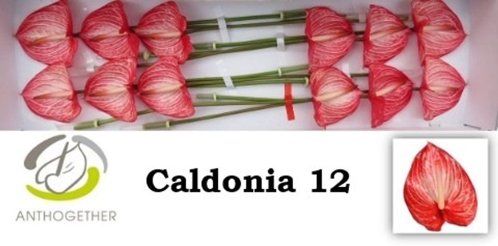 Срезанные цветы оптом Anthurium caldonia от 12шт. из Голландии с доставкой по России