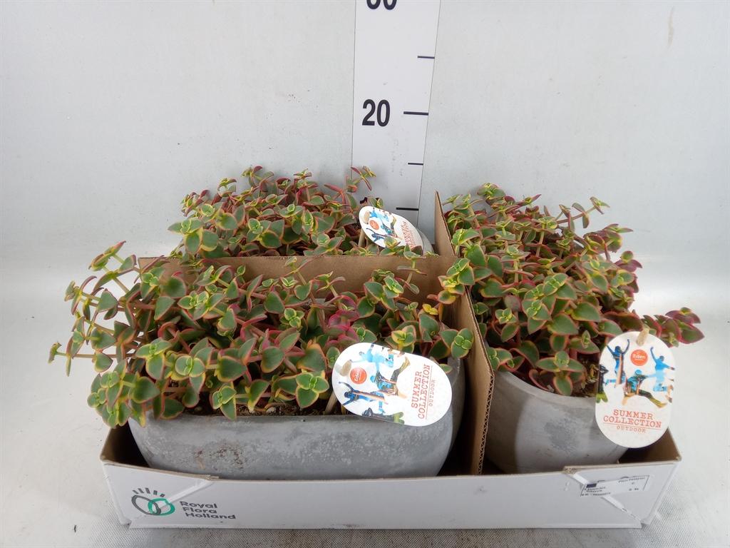 Горшечные цветы и растения оптом Crassula   ... от 3шт из Голландии с доставкой по России