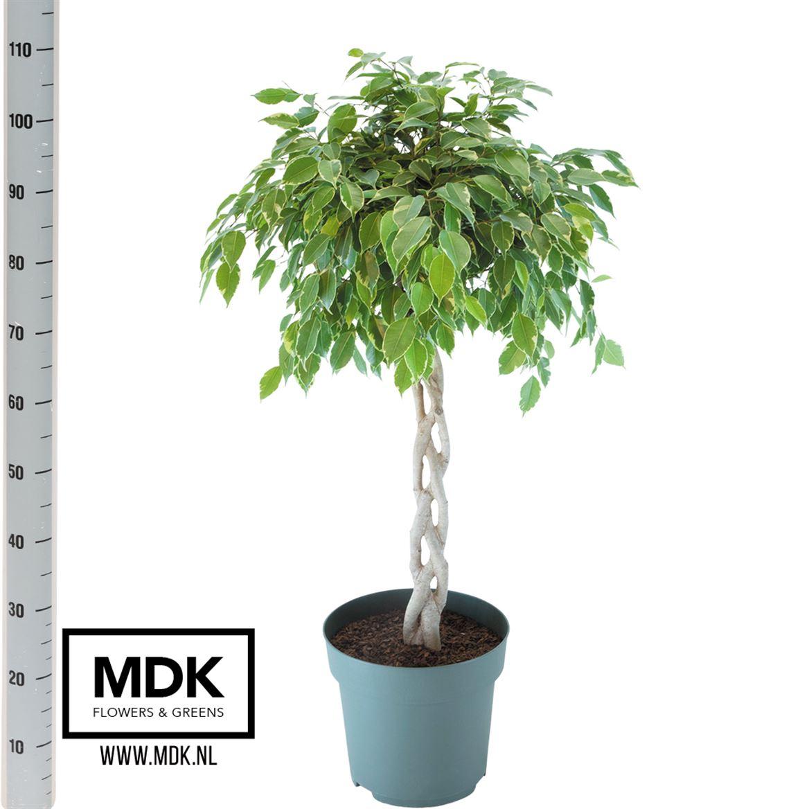 Горшечные цветы и растения оптом Ficus Be Golden King Twisted A от 1шт из Голландии с доставкой по России