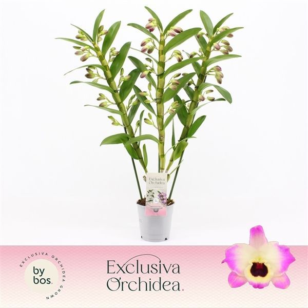 Горшечные цветы и растения оптом Den Nob 3st Sunny Eyes Exclusiva Orchidea от 6шт из Голландии с доставкой по России