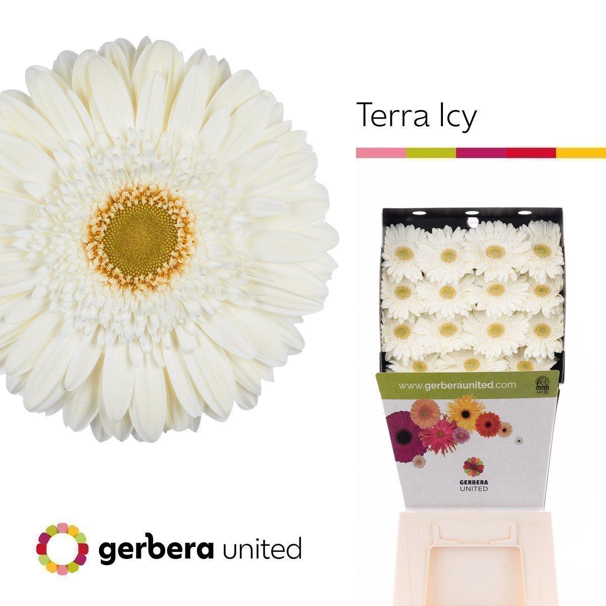 Срезанные цветы оптом Gerbera diamond terra icy от 30шт из Голландии с доставкой по России