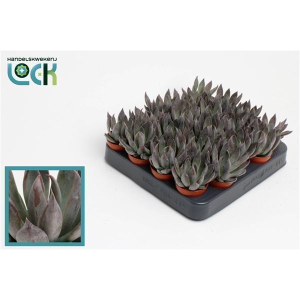 Горшечные цветы и растения оптом Echeveria Joost от 20шт из Голландии с доставкой по России