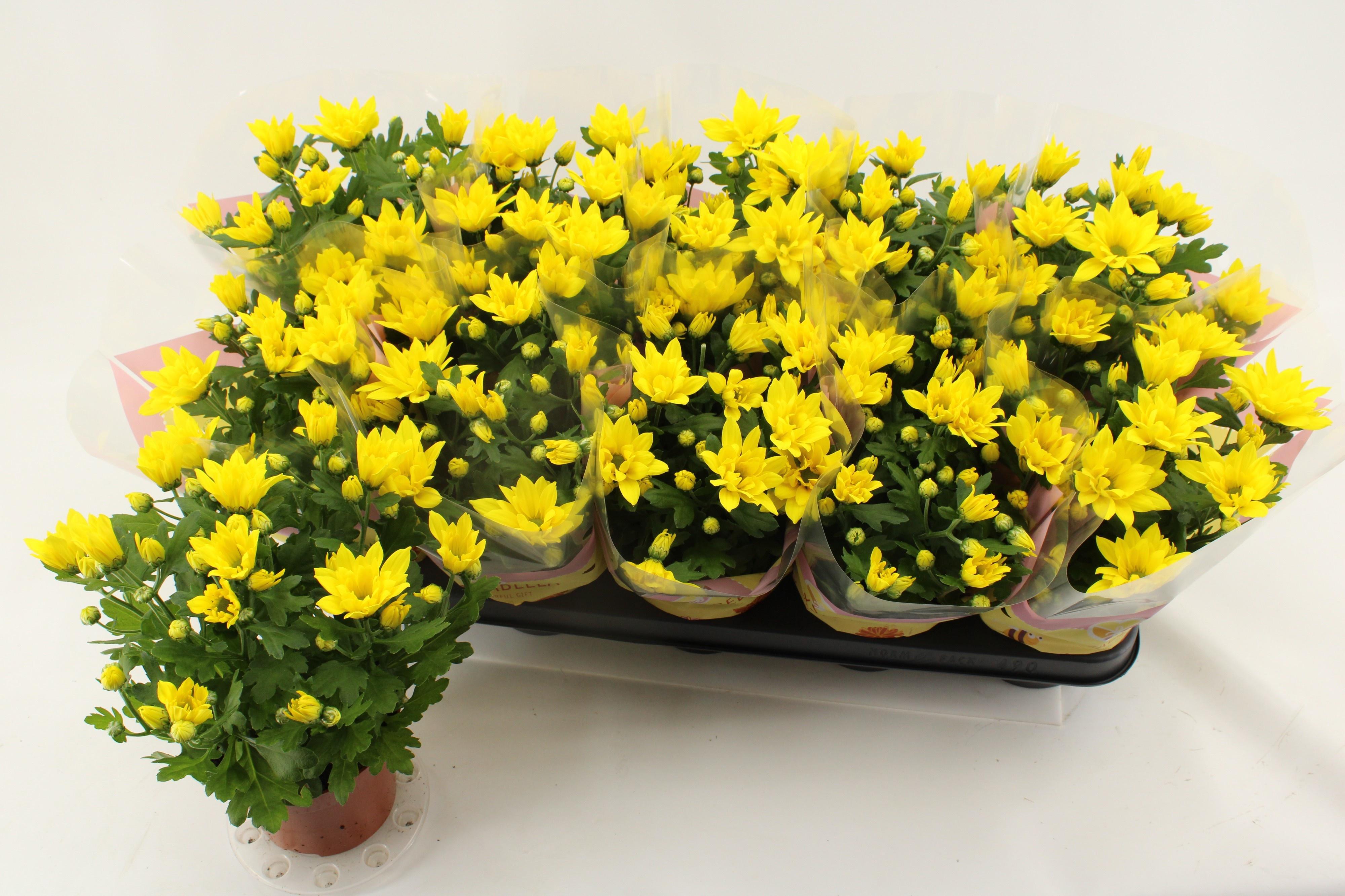 Горшечные цветы и растения оптом Chrys Heat Yellow от 10шт из Голландии с доставкой по России