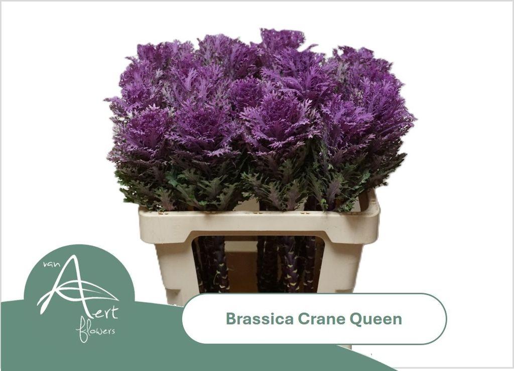 Срезанные цветы оптом Brassica crane queen от 20шт из Голландии с доставкой по России