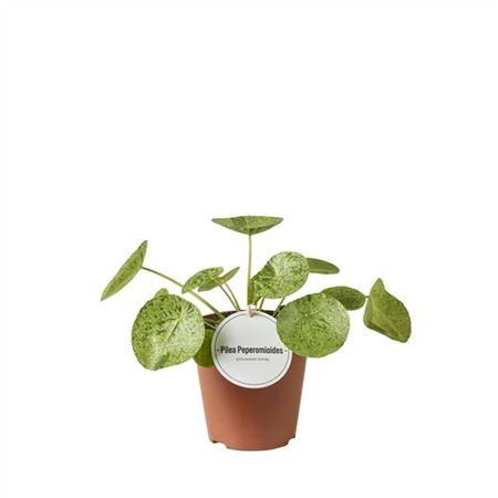 Горшечные цветы и растения оптом Pilea Mojito от 6шт из Голландии с доставкой по России