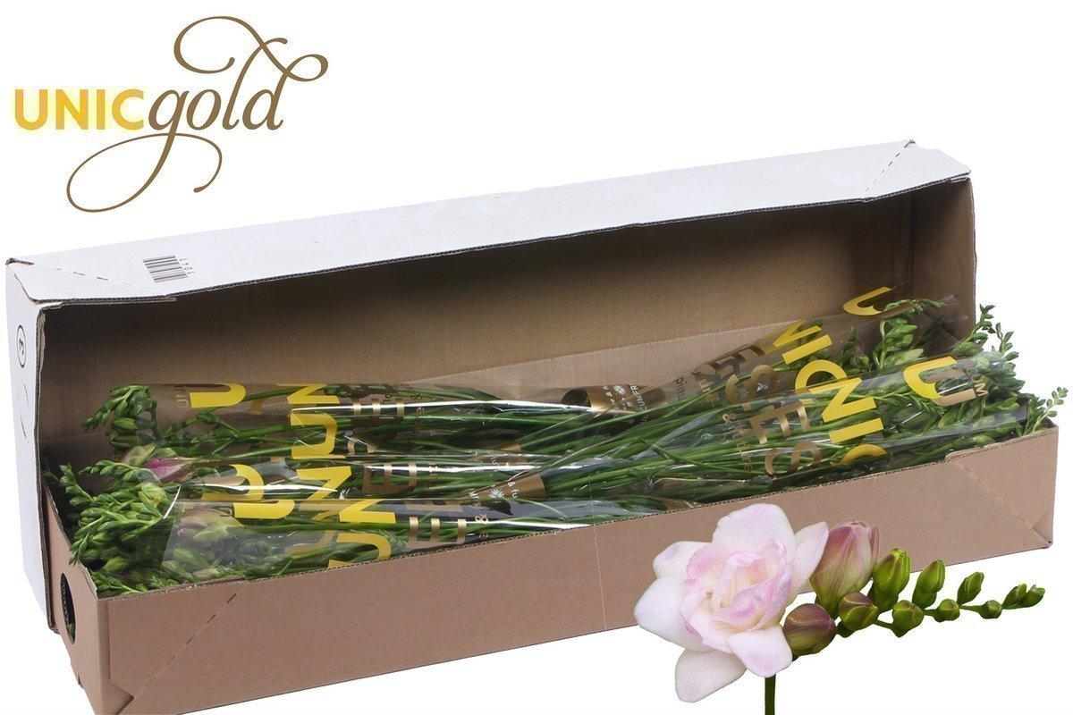 Срезанные цветы оптом Freesia do rosario от 100шт из Голландии с доставкой по России