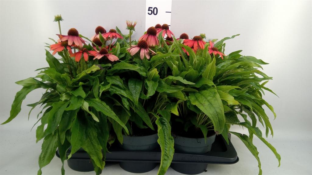 Горшечные цветы и растения оптом Echinacea ... от 6шт из Голландии с доставкой по России