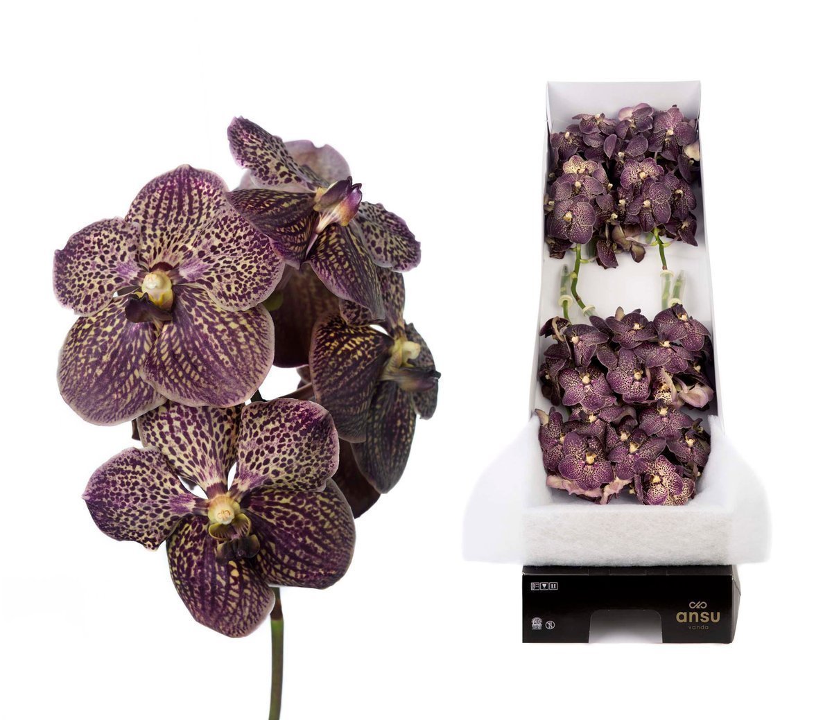 Срезанные цветы оптом Vanda sunanda chocolate brown per stem от 16шт.. из Голландии с доставкой по России
