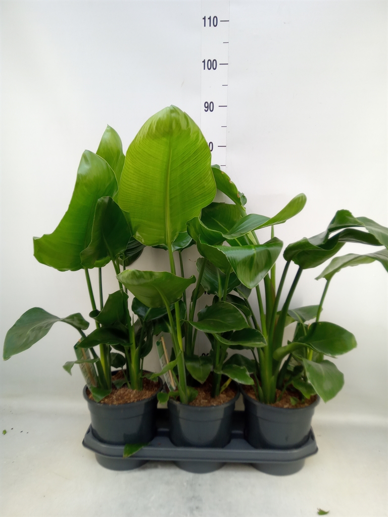 Горшечные цветы и растения оптом Strelitzia Nicolai от 3шт из Голландии с доставкой по России