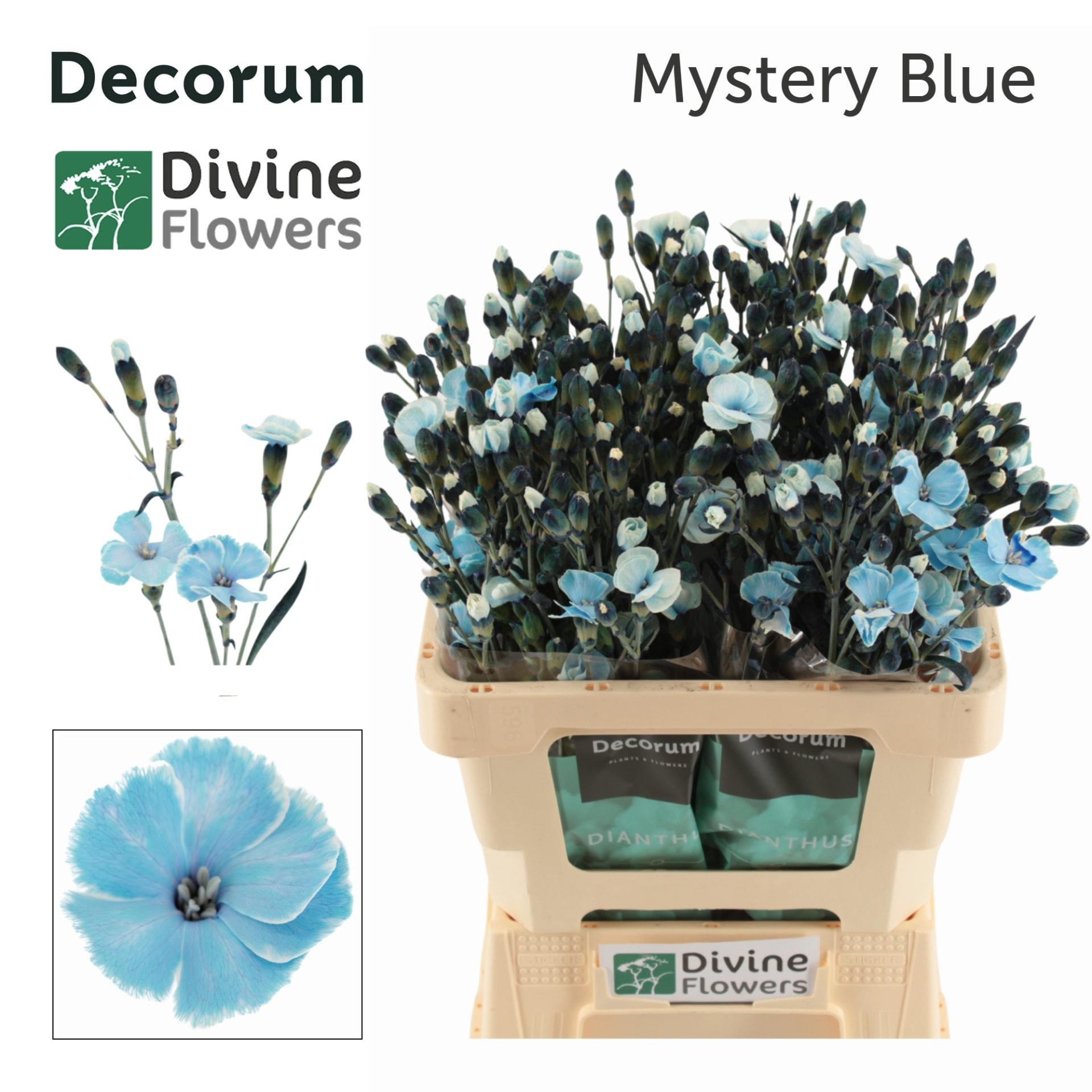 Срезанные цветы оптом Dianthus sp paint solomio mystery blue от 60шт из Голландии с доставкой по России