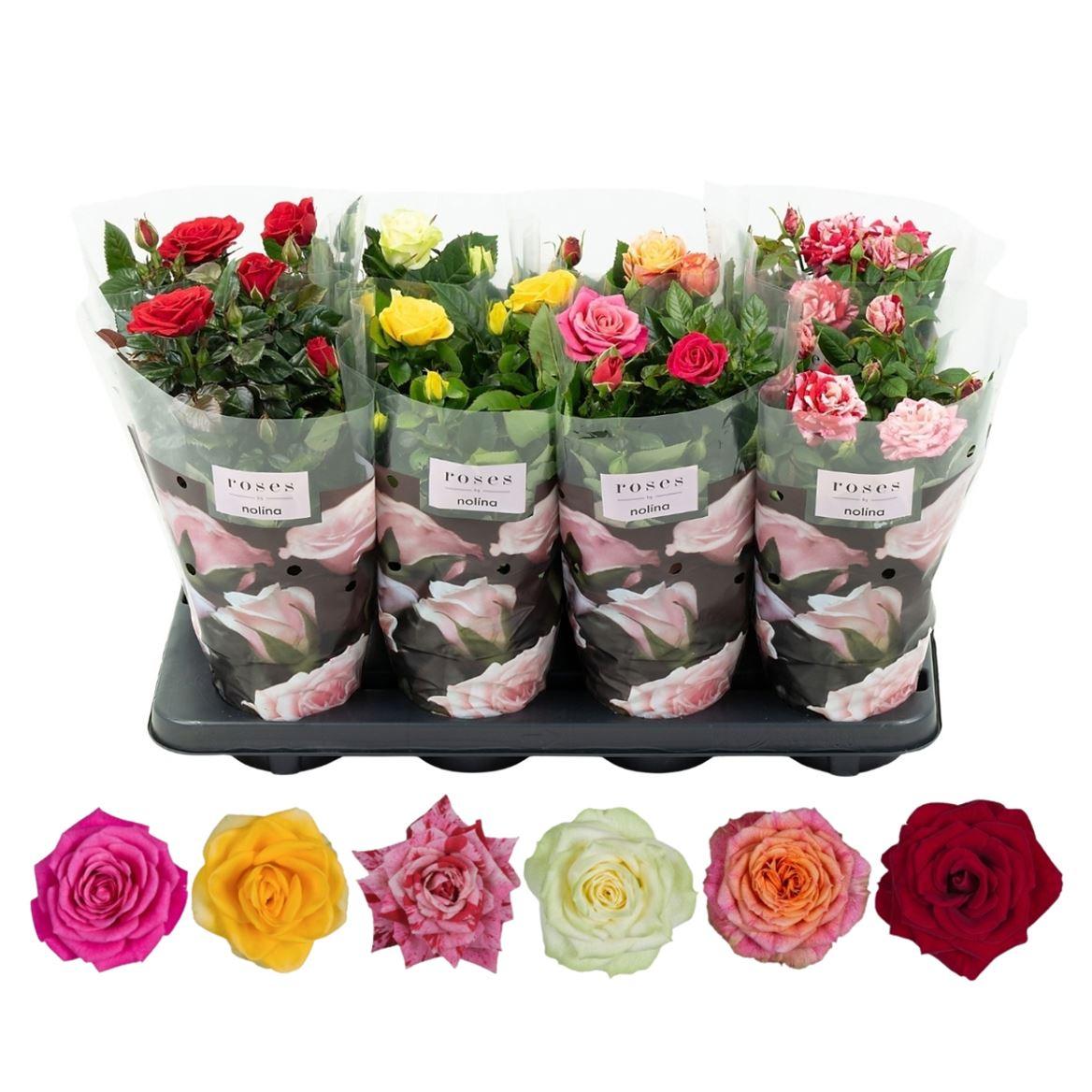 Горшечные цветы и растения оптом Rosa Patio Mix от 8шт из Голландии с доставкой по России