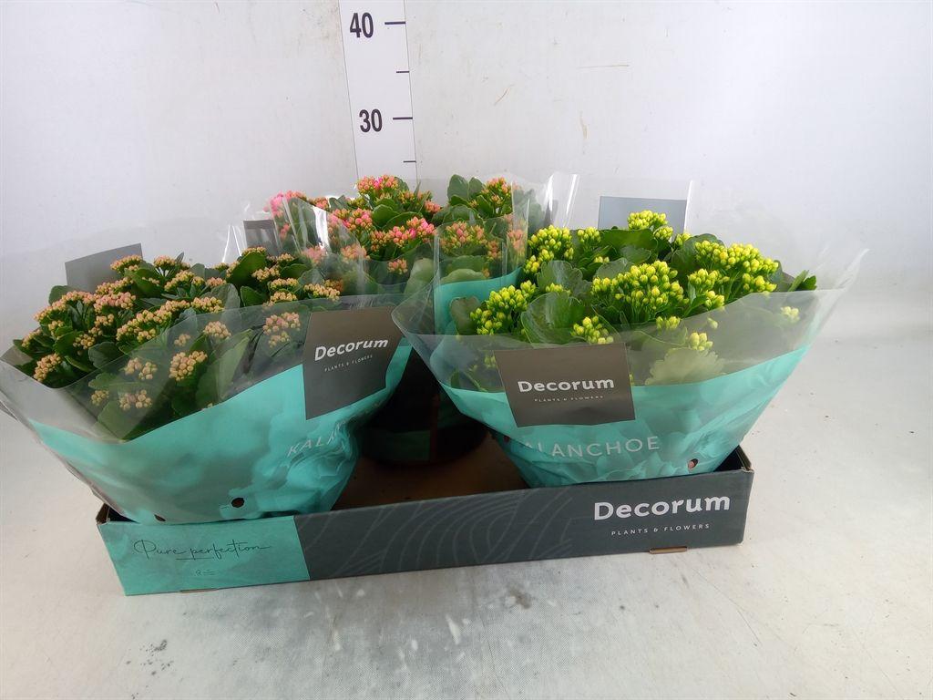 Горшечные цветы и растения оптом Kalanchoe Blos.   ..rosebud Mix  4 от 3шт из Голландии с доставкой по России