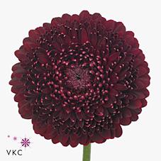 Срезанные цветы оптом Germini diamond gerponi black pearl от 80шт из Голландии с доставкой по России