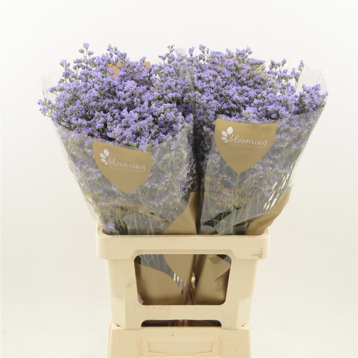Срезанные цветы оптом Limonium utah blue от 600шт. из Голландии с доставкой по России