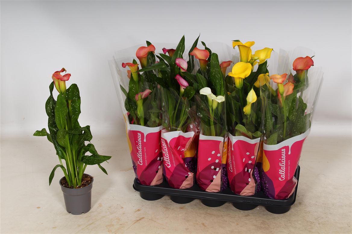 Горшечные цветы и растения оптом Zantedeschia Mix 2+ от 10шт из Голландии с доставкой по России