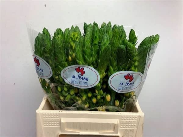 Срезанные цветы оптом Ornithogalum splash star от 50шт из Голландии с доставкой по России
