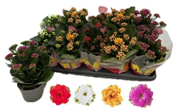 Горшечные цветы и растения оптом Kal Ge Rf Gem 4 Kl от 10шт из Голландии с доставкой по России