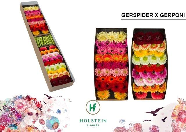 Срезанные цветы оптом Germini gerponi x gerspider mix от 60шт из Голландии с доставкой по России