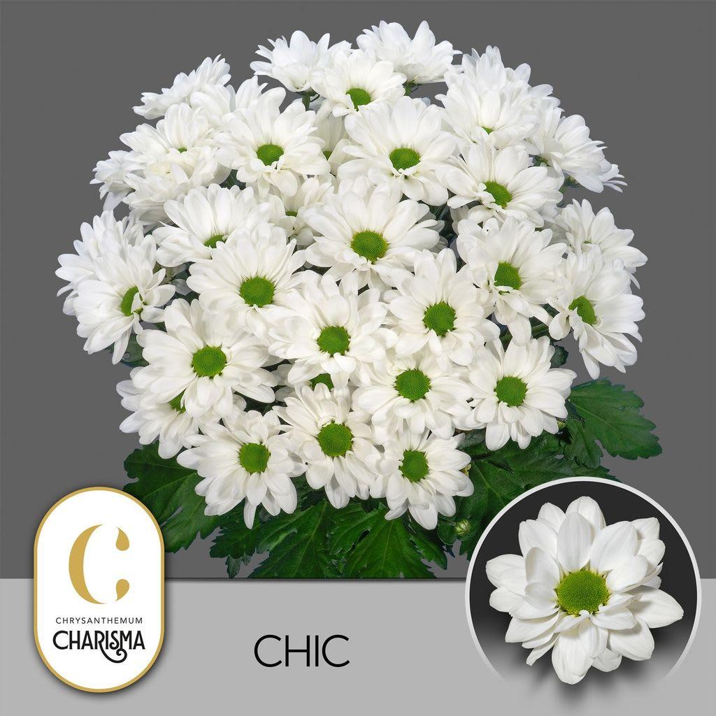 Срезанные цветы оптом Chrys sp chic A от 80шт из Голландии с доставкой по России Срезанные цветы оптом Chrys sp chic A от 80шт из Голландии с доставкой по России