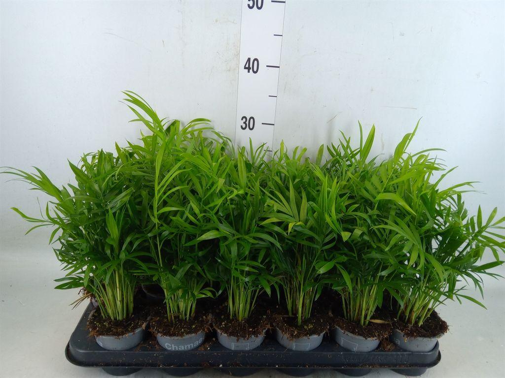 Горшечные цветы и растения оптом Chamaedorea Elegans от 18шт (для телеги) из Голландии с доставкой по России