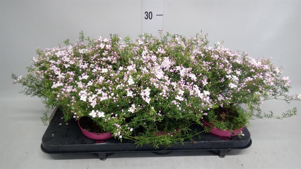 Горшечные цветы и растения оптом Boronia Anemonifolia Pink Star от 6шт из Голландии с доставкой по России