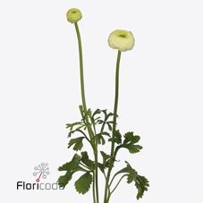 Срезанные цветы оптом Ranunculus aazur cream от 50шт из Голландии с доставкой по России