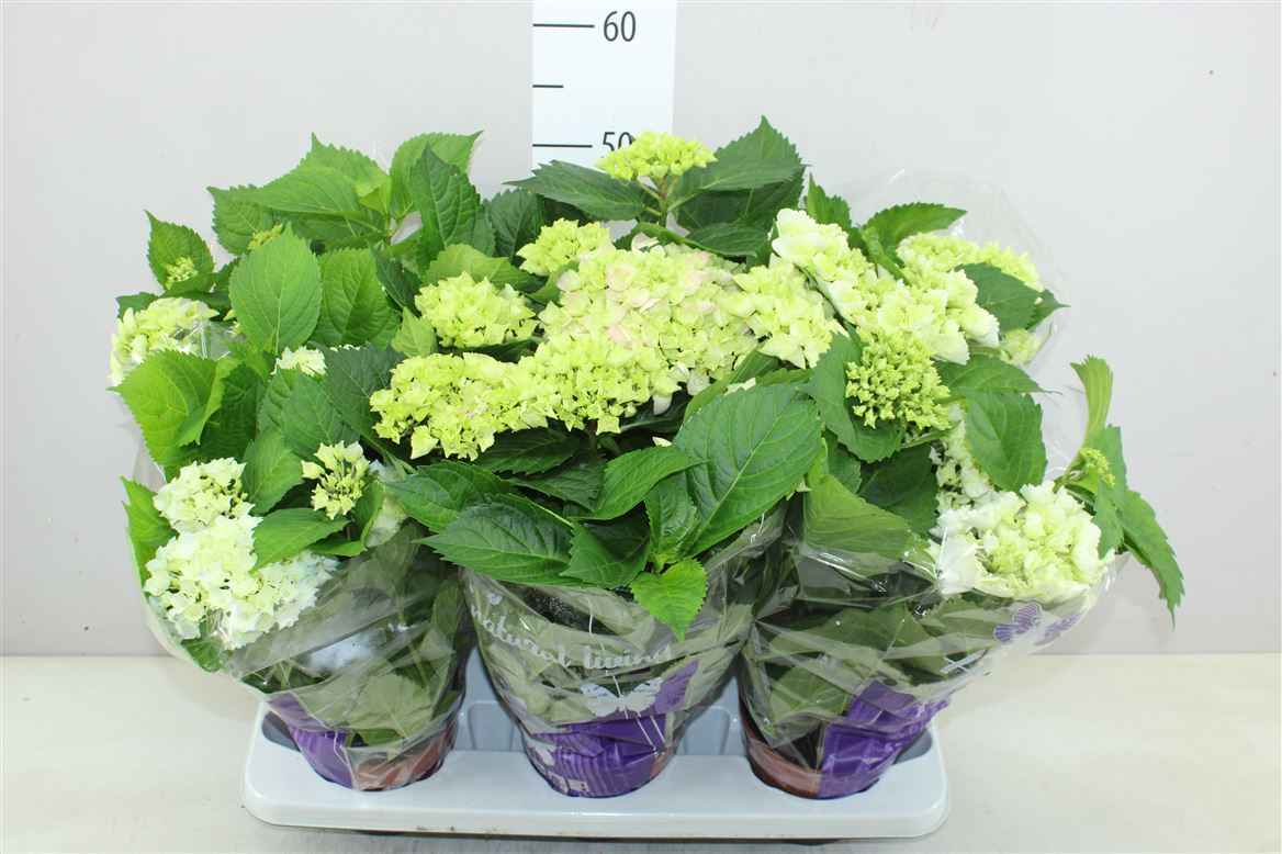 Горшечные цветы и растения оптом Hydrangea Gemengd 5-7 от 6шт из Голландии с доставкой по России