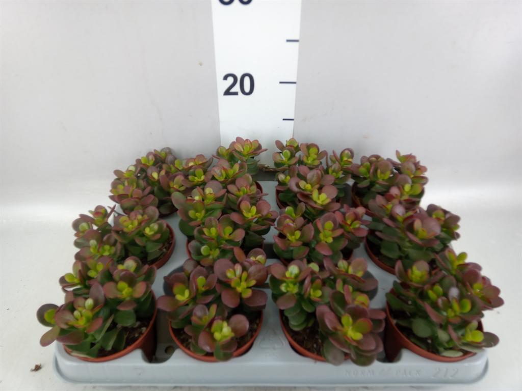 Горшечные цветы и растения оптом Crassula Ovata minor от 12шт (для телеги) из Голландии с доставкой по России