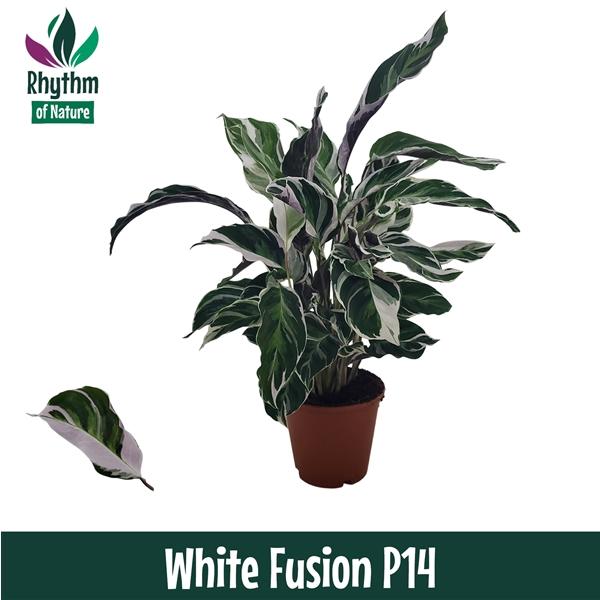 Горшечные цветы и растения оптом Calathea White Fusion Rhythm Of Nature от 8шт из Голландии с доставкой по России