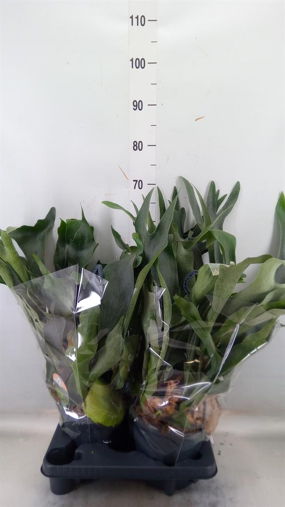 Горшечные цветы и растения оптом Platycerium Bifurc. от 2шт из Голландии с доставкой по России