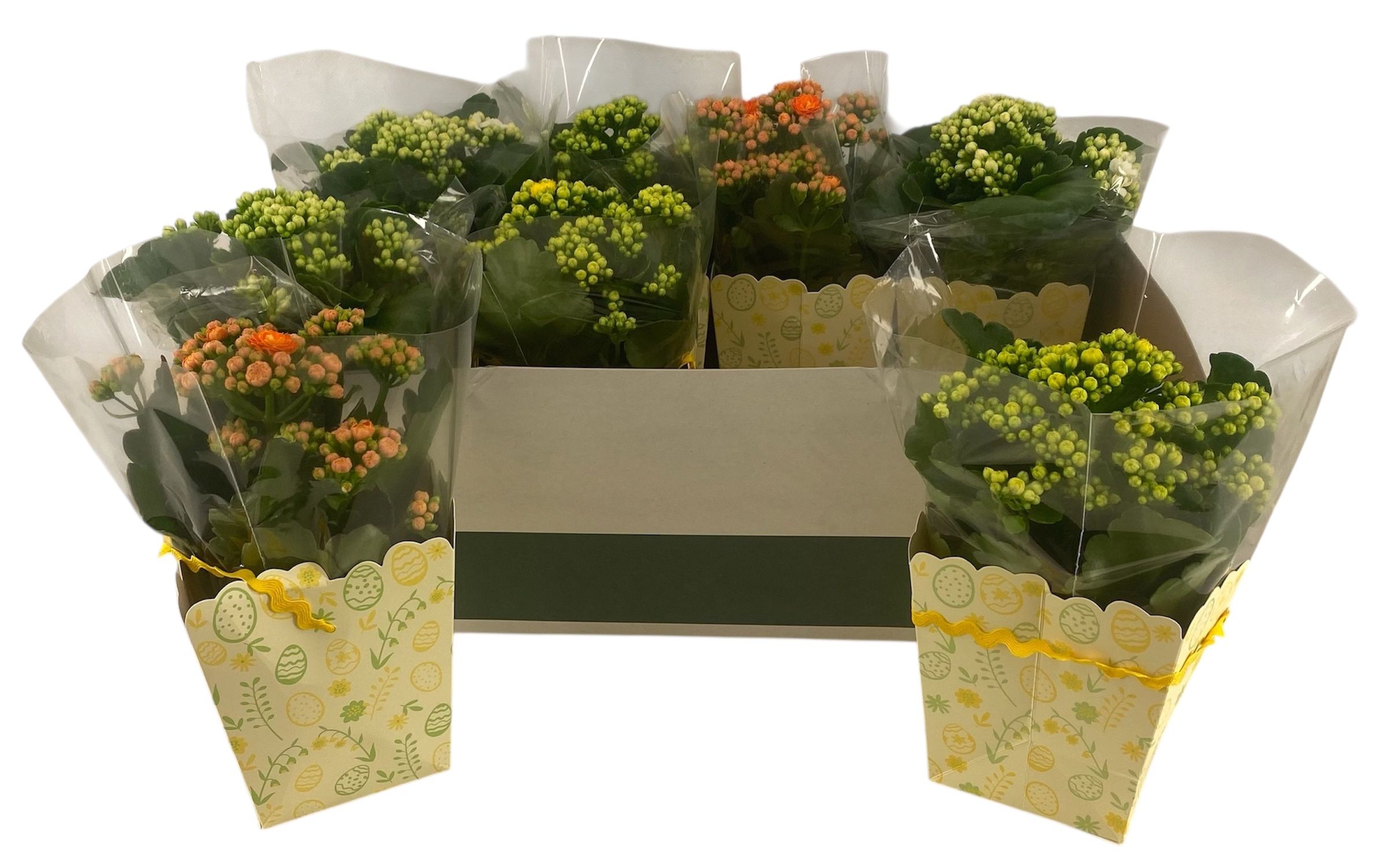 Горшечные цветы и растения оптом Kal Ge Gem от 8шт из Голландии с доставкой по России