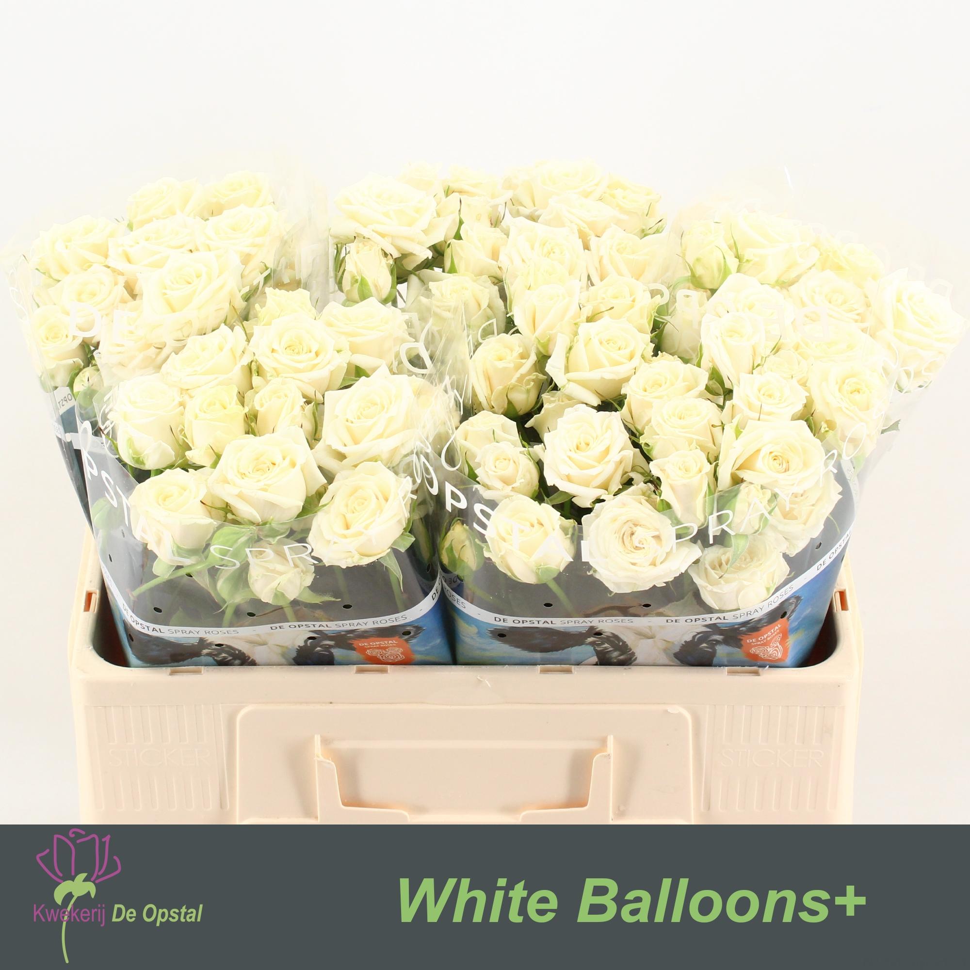 Срезанные цветы оптом Rosa spray white balloons от 50шт из Голландии с доставкой по России