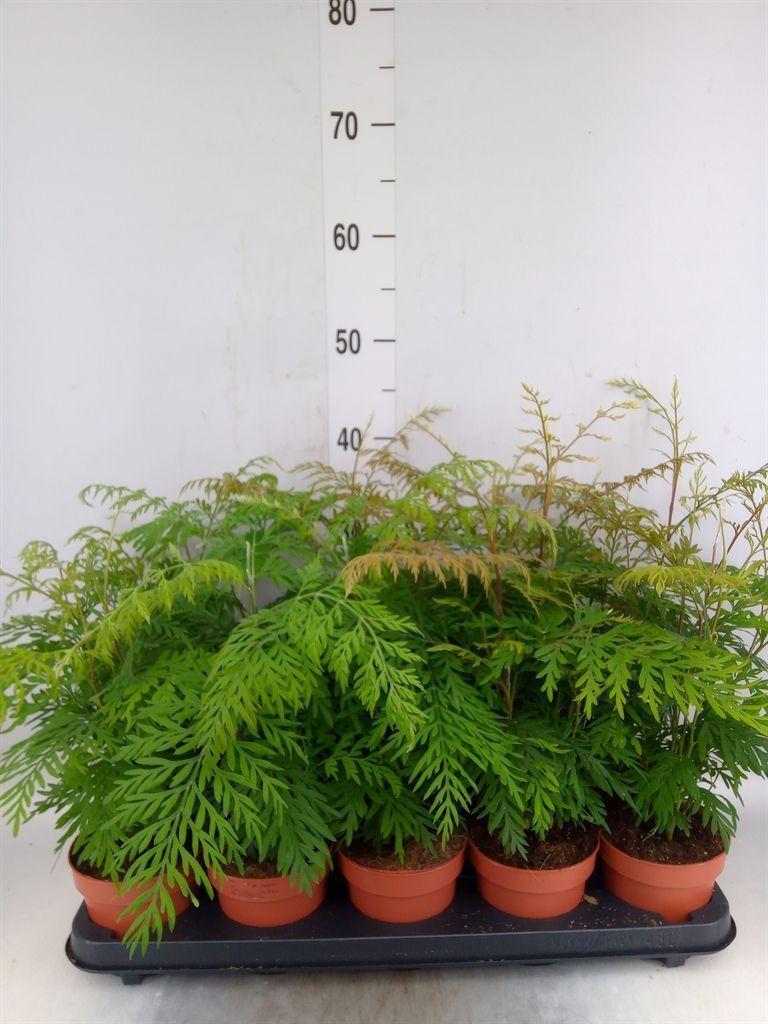 Горшечные цветы и растения оптом Grevillea Robusta от 10шт из Голландии с доставкой по России