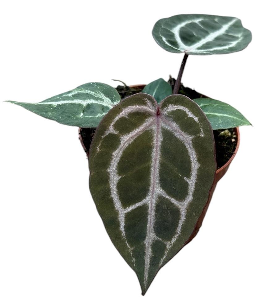 Горшечные цветы и растения оптом Anthurium Red Crystallinum от 1шт (для телеги) из Голландии с доставкой по России