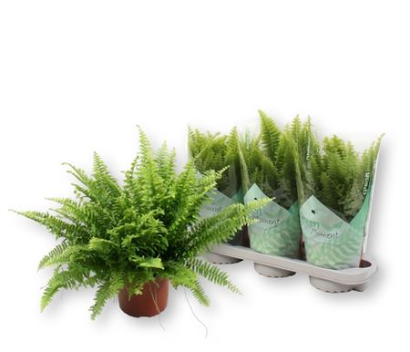 Горшечные цветы и растения оптом Nephr Ex Green Momen от 3шт из Голландии с доставкой по России