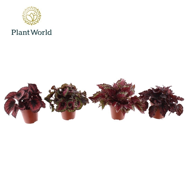 Горшечные цветы и растения оптом Begonia Love Mix 3 - 4 Soorten от 8шт (для телеги) из Голландии с доставкой по России