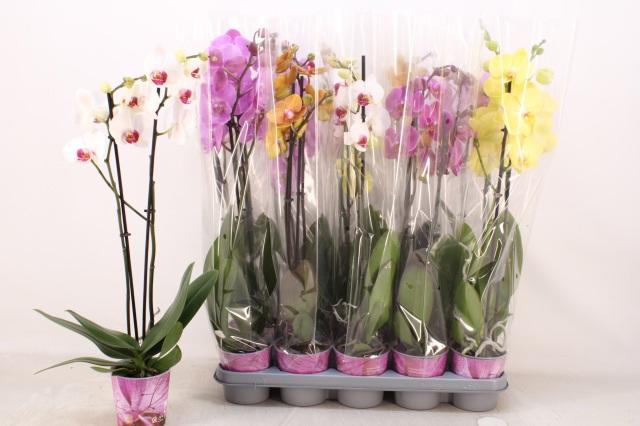 Горшечные цветы и растения оптом Phal Gem 5 Kl от 10шт из Голландии с доставкой по России