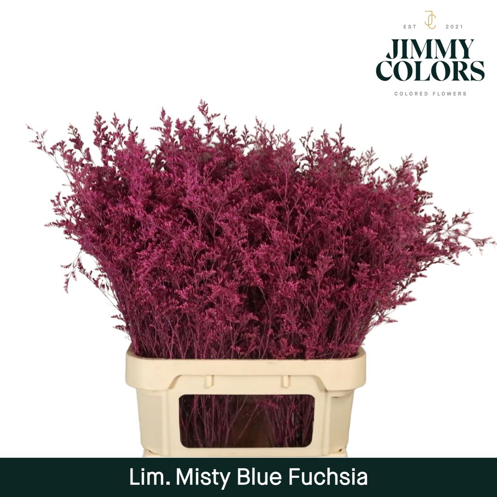 Срезанные цветы оптом Limonium paint fuchsia от 50шт из Голландии с доставкой по России