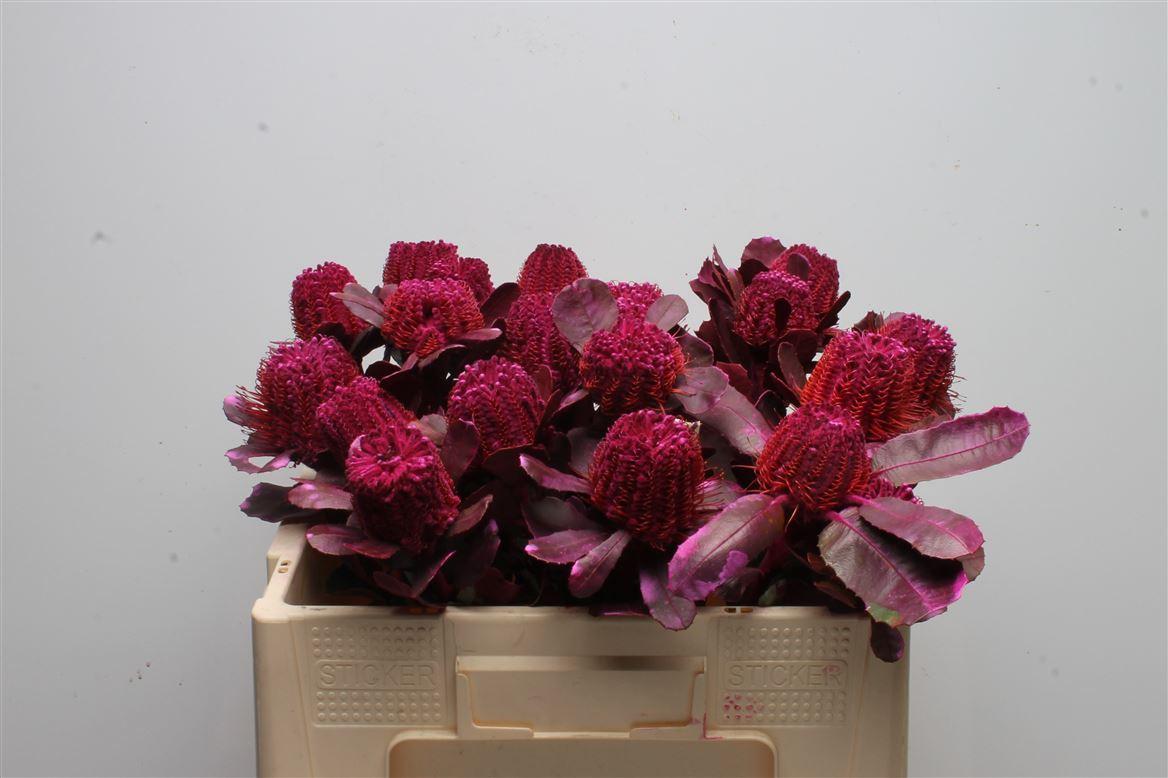 Срезанные цветы оптом Banksia paint coccinea cerise от 20шт из Голландии с доставкой по России Срезанные цветы оптом Banksia paint coccinea cerise от 20шт из Голландии с доставкой по России
