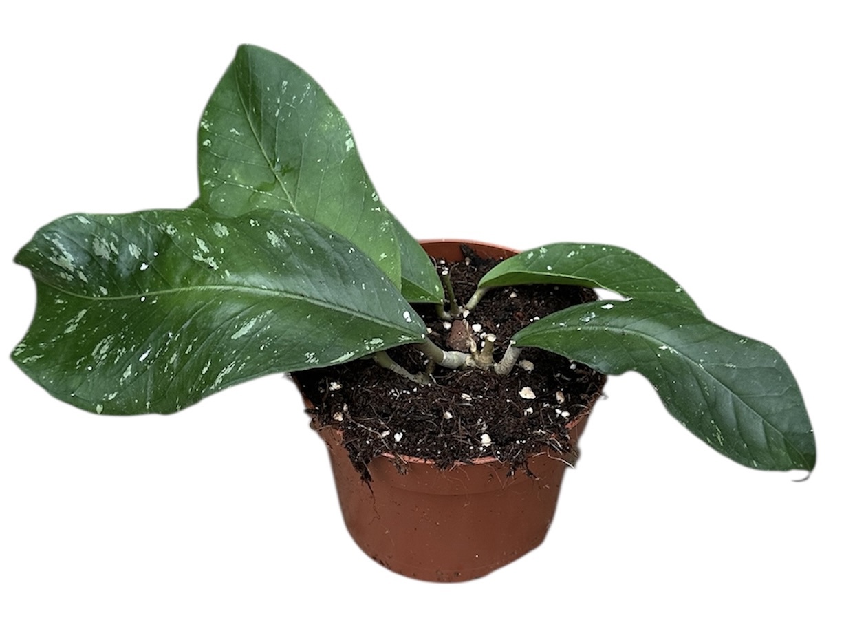 Горшечные цветы и растения оптом Hoya Sp Aceh Clone от 1шт из Голландии с доставкой по России