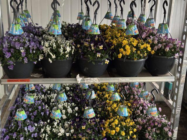 Горшечные цветы и растения оптом Vio Co End Gem от 1шт из Голландии с доставкой по России