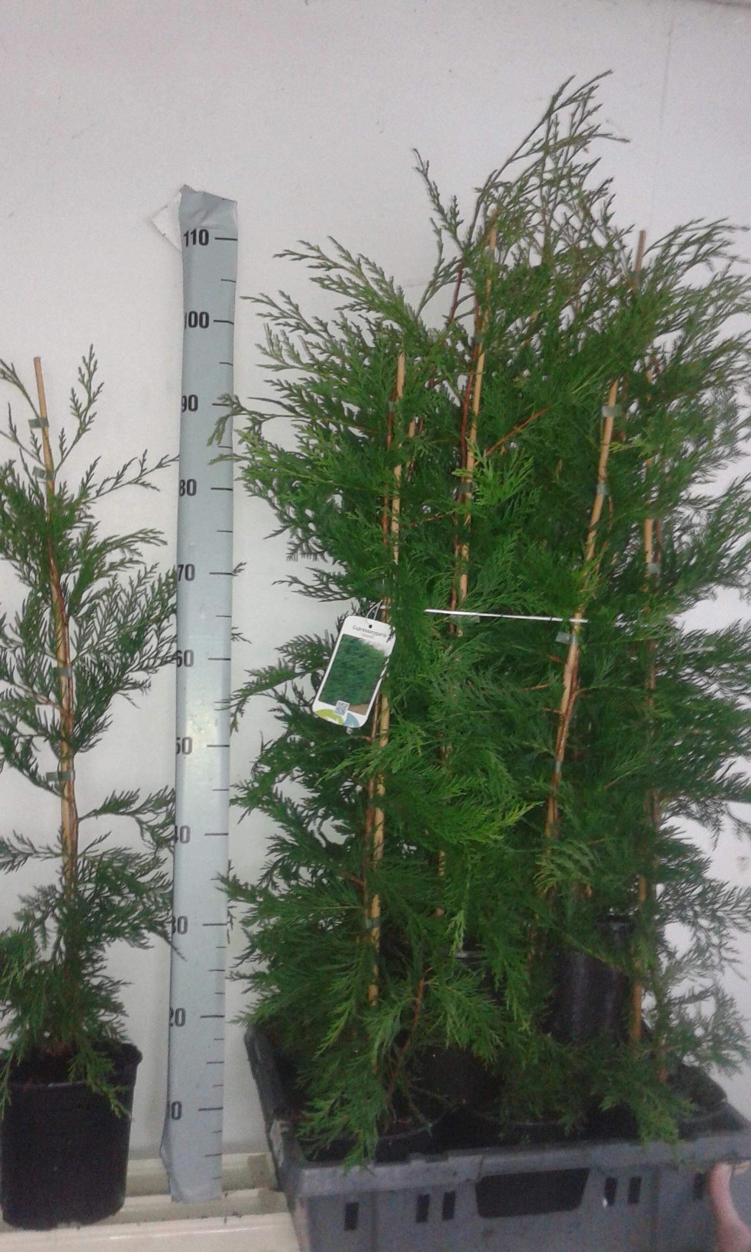 Горшечные цветы и растения оптом Cupres Ov от 10шт из Голландии с доставкой по России