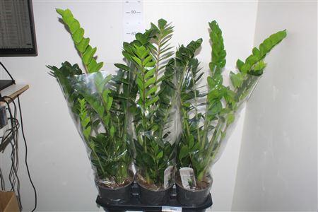 Горшечные цветы и растения оптом Zamio Zamiifolia 7+ от 3шт из Голландии с доставкой по России