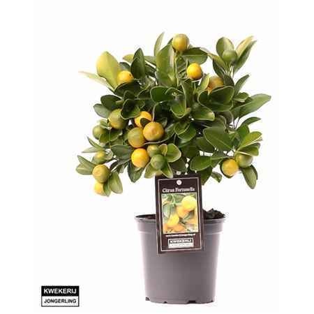 Горшечные цветы и растения оптом Citrus Calamondin On Stem от 9шт из Голландии с доставкой по России