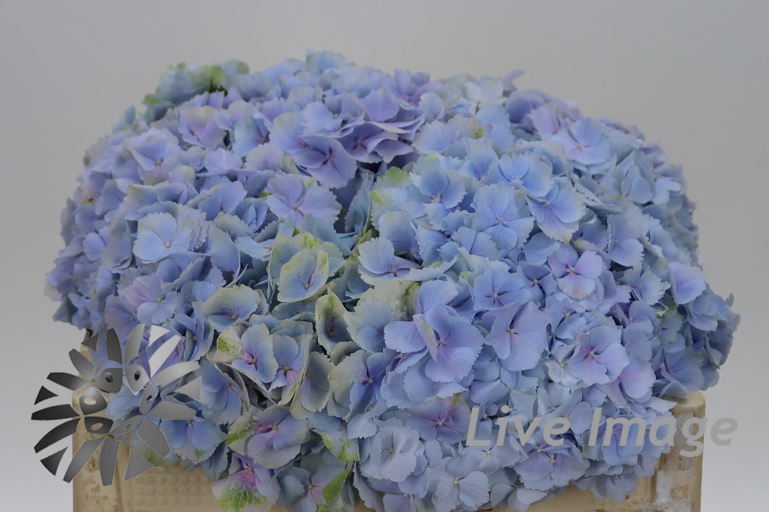 Срезанные цветы оптом Hydrangea verena blue от 10шт.. из Голландии с доставкой по России