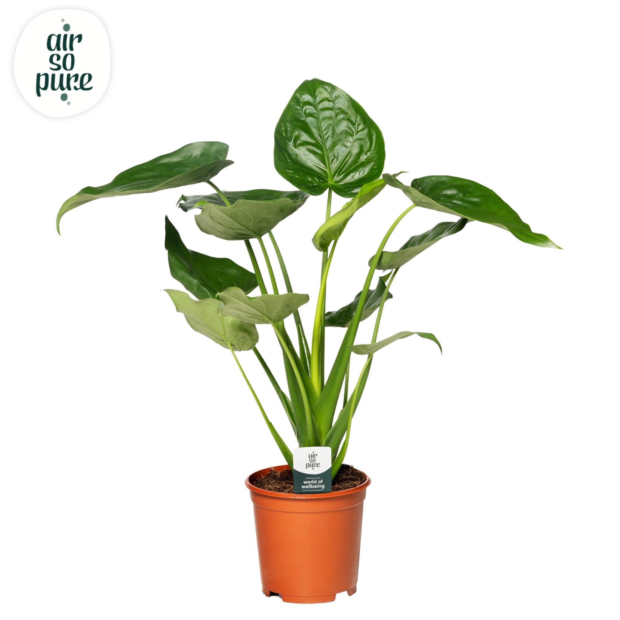 Горшечные цветы и растения оптом Alocasia Cucullata P24 (air So Pure) от 1шт (для телеги) из Голландии с доставкой по России