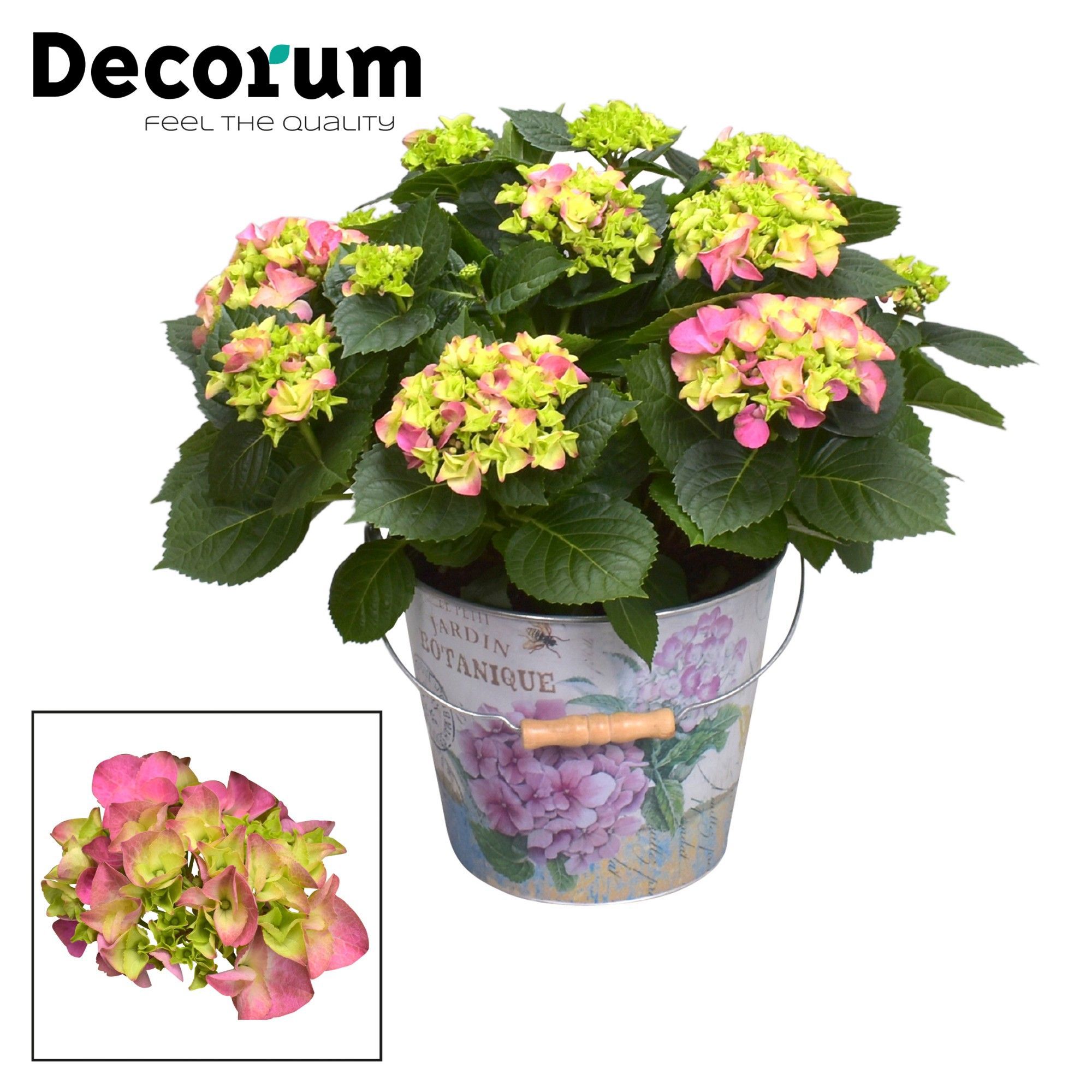 Горшечные цветы и растения оптом Hydrangea Bol Pink 7+ In Bucket (decorum) от 1шт из Голландии с доставкой по России